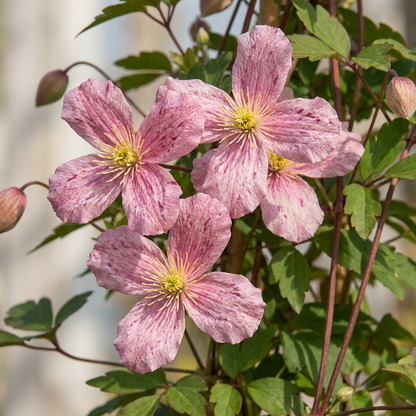 Bergwaldrebe Clematis montana 'Marjorie' – Rosa, Ø9cm, ↕35cm – Ansicht 3