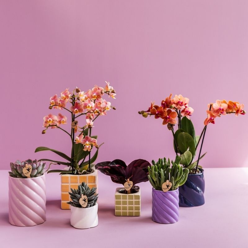 Calathea 'Dottie' – Zimmerpflanze – Ø6cm – Ansicht 2