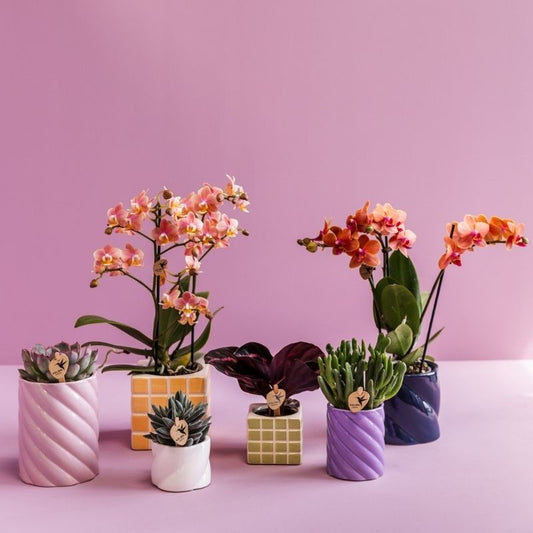 Calathea 'Dottie' – Zimmerpflanze – Ø6cm – Ansicht 2