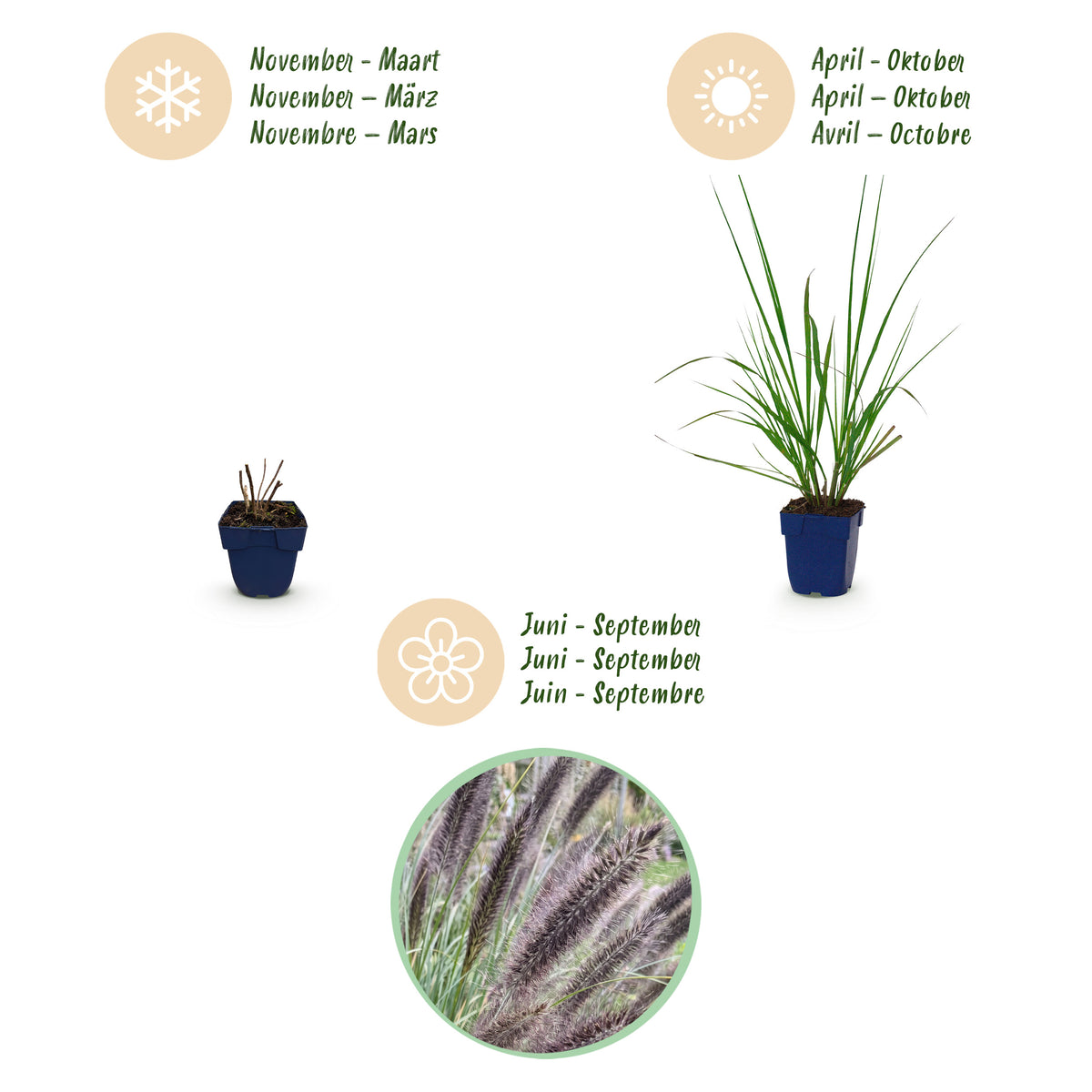 Lampenputzergras 'Black Beauty' – Pennisetum alopecuroides – Topf Ø11cm – Ansicht 4