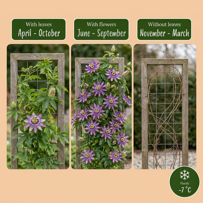 Passionsblume 'Lavender Lady' – Lila – Topf Ø9cm – Ansicht 4