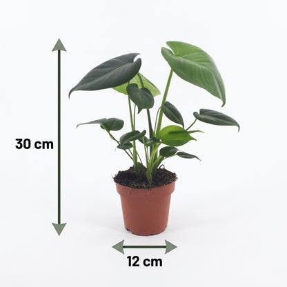 Monstera Deliciosa – Fensterblatt – Topf Ø12cm – Ansicht 5