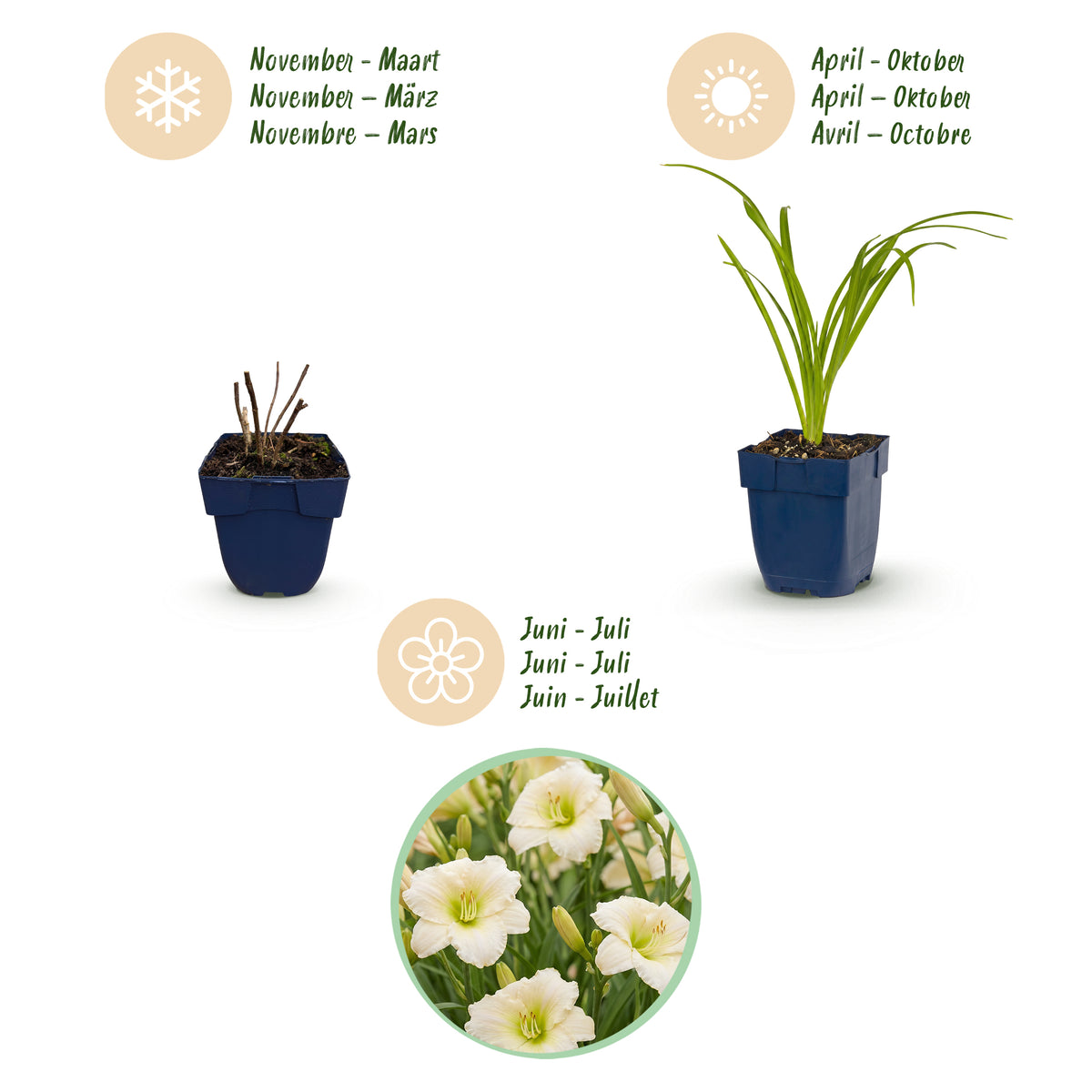 Taglilie 'Arctic Snow' – Creme – Topf Ø11cm – Ansicht 4