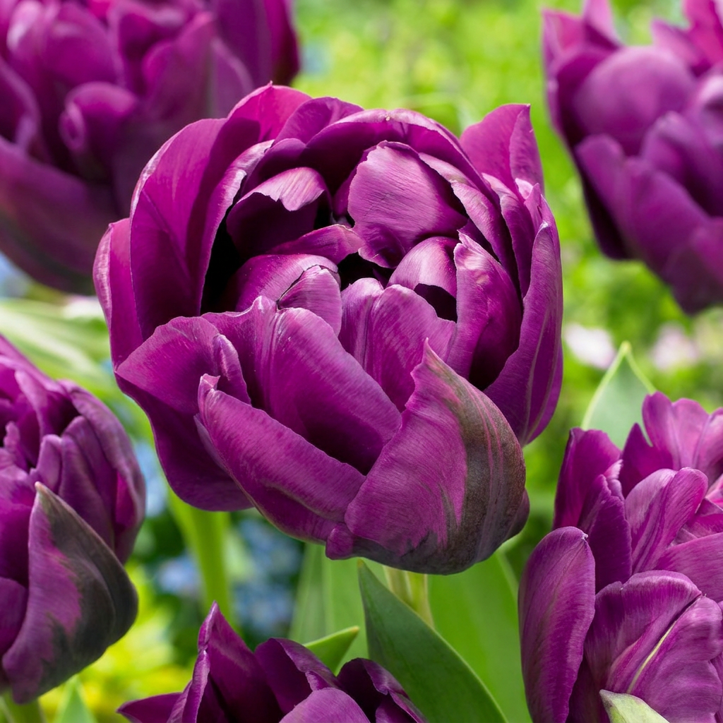 Gefüllte Tulpe 'Double Lilac' – Lila