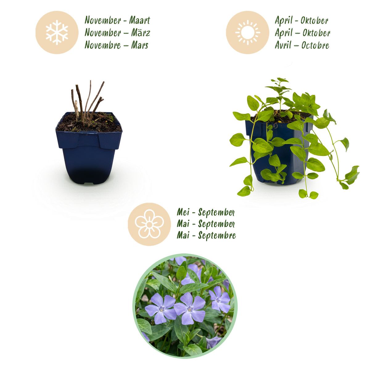 Immergrün 'Vinca Tricolour' – Blau-Lila-Weiß – Topf Ø11cm – Ansicht 4