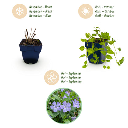 Immergrün 'Vinca Tricolour' – Blau-Lila-Weiß – Topf Ø11cm – Ansicht 4