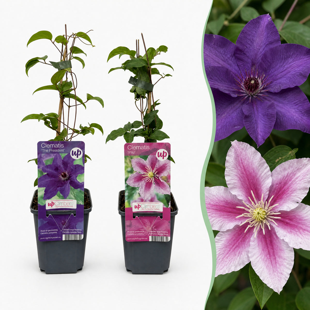 Waldrebe 'Purple & Pink' – Lila-Rosa-Weiß – Topf Ø9cm