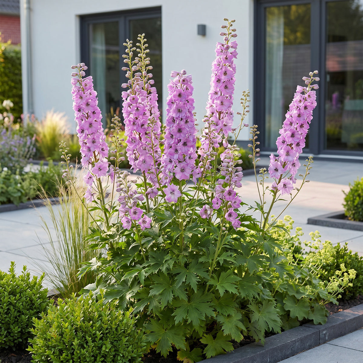 Rittersporn 'Astolat' – Delphinium – Rosa – Topf Ø11cm – Ansicht 6
