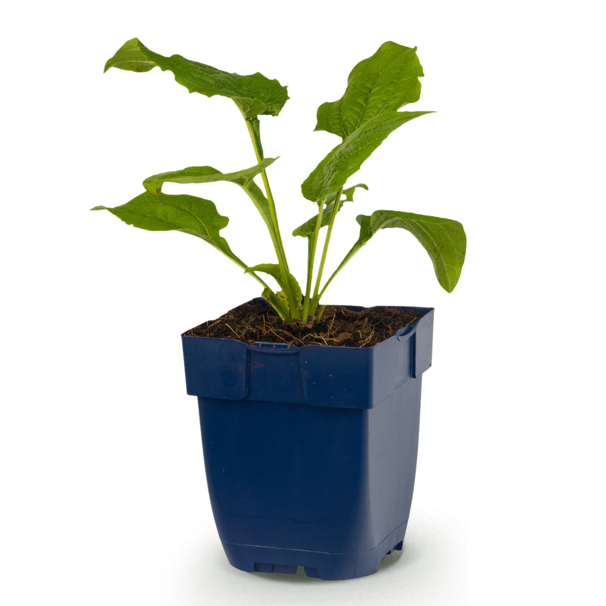 Sonnenhut 'Alba' – Echinacea purpurea – Weiß – Topf Ø11cm – Ansicht 2