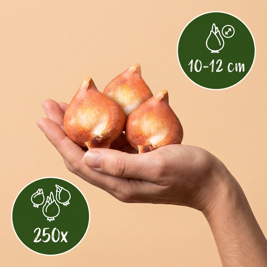 Blumenzwiebeln aus Holland – Ansicht 4