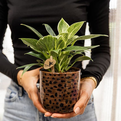 Philodendron 'White Measure' – Ø9cm – Ansicht 4