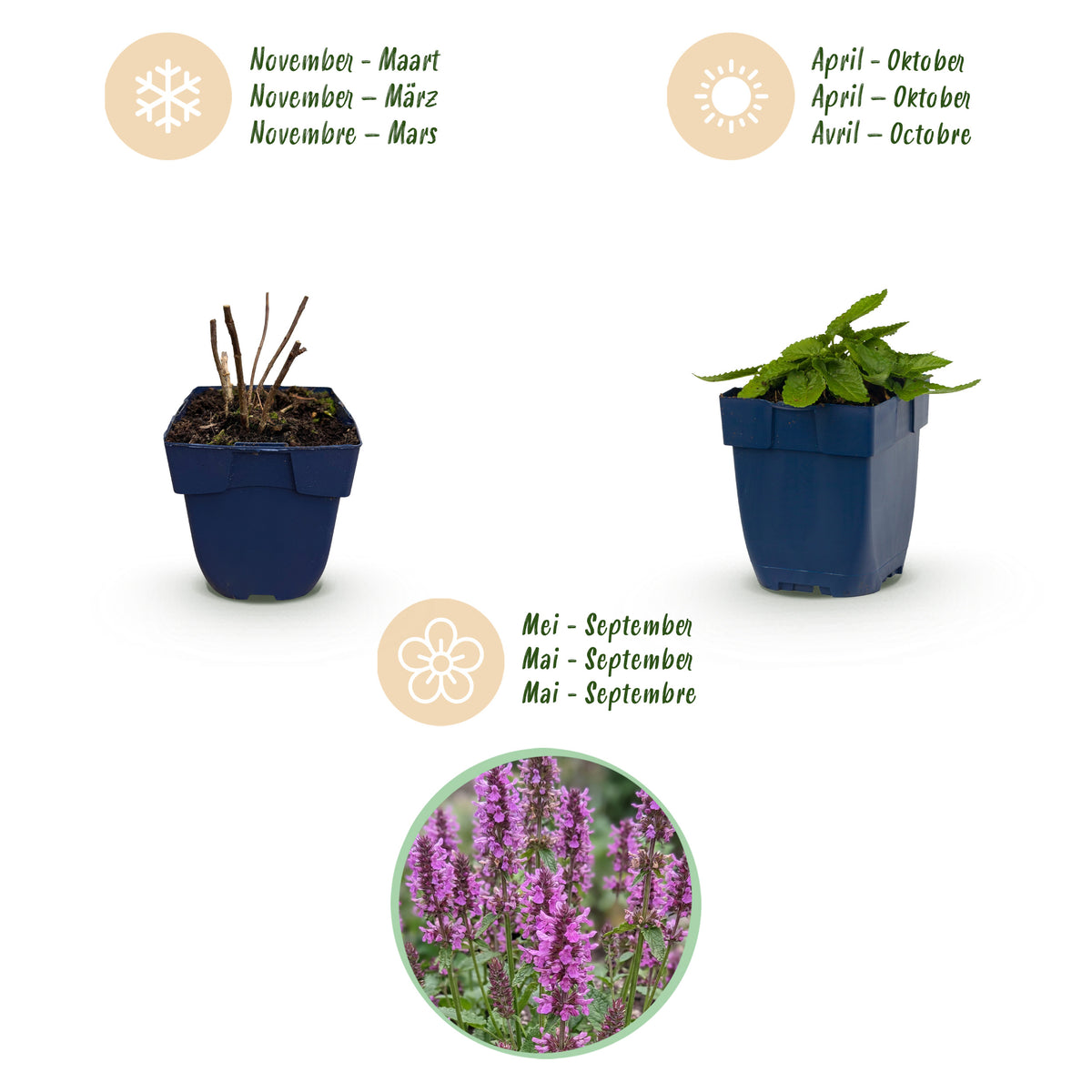 Ziest 'Hummelo' – Stachys monieri – Lila – Topf Ø11cm – Ansicht 4