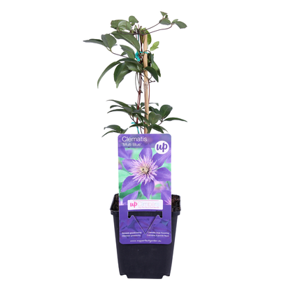 Clematis 'Multi Blue' – Blau gefüllt – P9 Topf – Ansicht 2