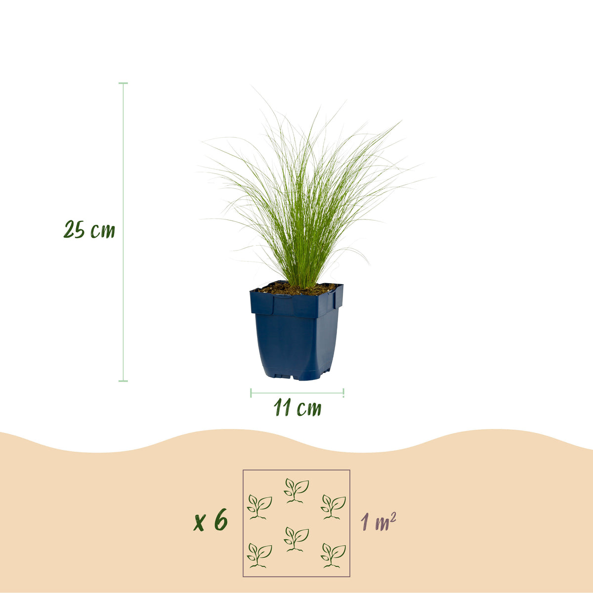 Federgras 'Ponytails' – Stipa tenuissima – Topf Ø11cm – Ansicht 3