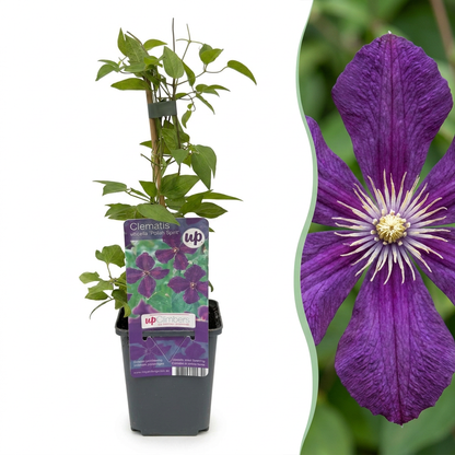 Waldrebe 'Polish Spirit' – Clematis viticella – Lila – Topf Ø9cm
