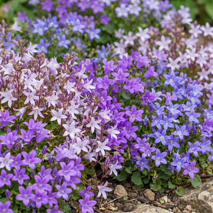 Glockenblume 'Tricolour' – Campanula – Lila-Pink-Weiß – Ø11cm – Ansicht 5