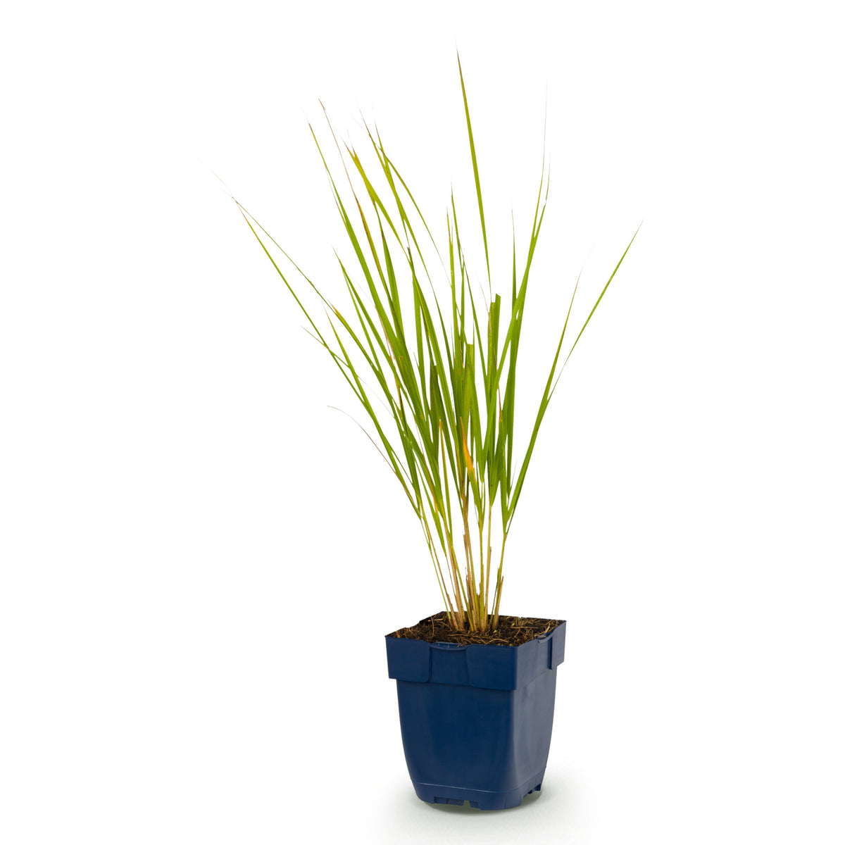 Garten-Reitgras 'Karl Foerster' – Calamagrostis – Topf Ø11cm – Ansicht 2