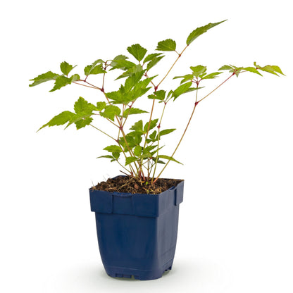 Astilbe 'Europa' – Rosa – Topf Ø11cm