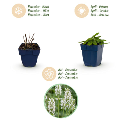 Heil-Ziest 'Alba' – Stachys officinalis – Weiß – Topf Ø11cm – Ansicht 4