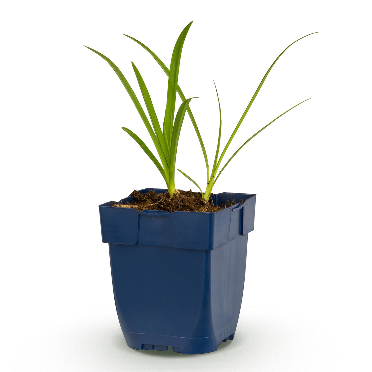 Afrikanische Lilie 'Albus' – Agapanthus – Weiß – Topf Ø11cm – Ansicht 2