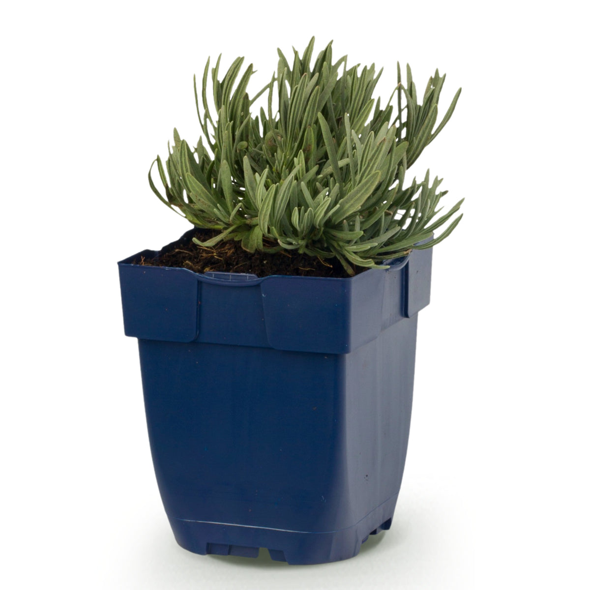 Lavendel 'Hidcote' – Lavandula angustifolia – Topf Ø11cm – Ansicht 2