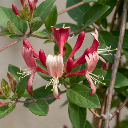Japanisches Geißblatt 'Red World' – Rot-Rosa – Topf Ø9cm – Ansicht 3