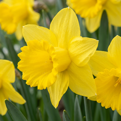 Narzisse 'Yellow' – Gelb