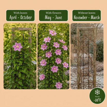 Waldrebe 'Piilu' – Clematis – Weiß-Rosa – Ø9cm – Ansicht 5