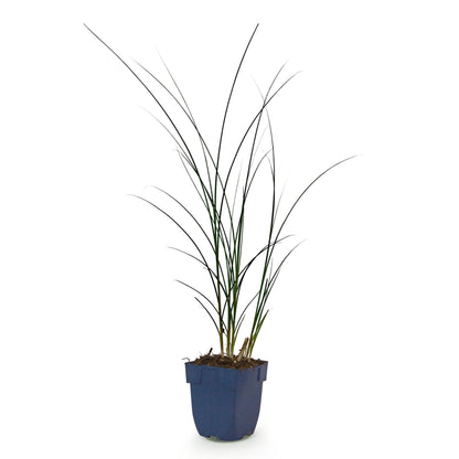 Chinaschilf 'Gracillimus' – Grün – Topf Ø11cm – Ansicht 2