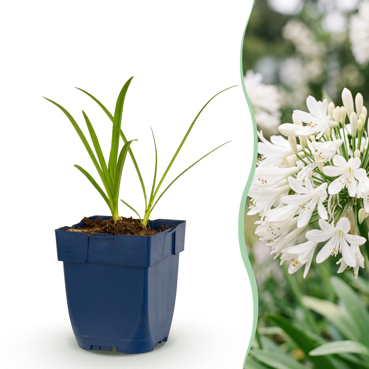 Afrikanische Lilie 'Albus' – Agapanthus – Weiß – Topf Ø11cm