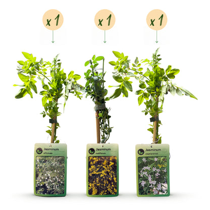 Jasmin-Trio 'Tricolour' – Gelb-Weiß-Rosa – Topf Ø9cm – Ansicht 2