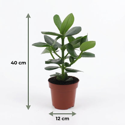 Clusia 'Princess' – Topf Ø12cm – Höhe 40cm – Ansicht 5