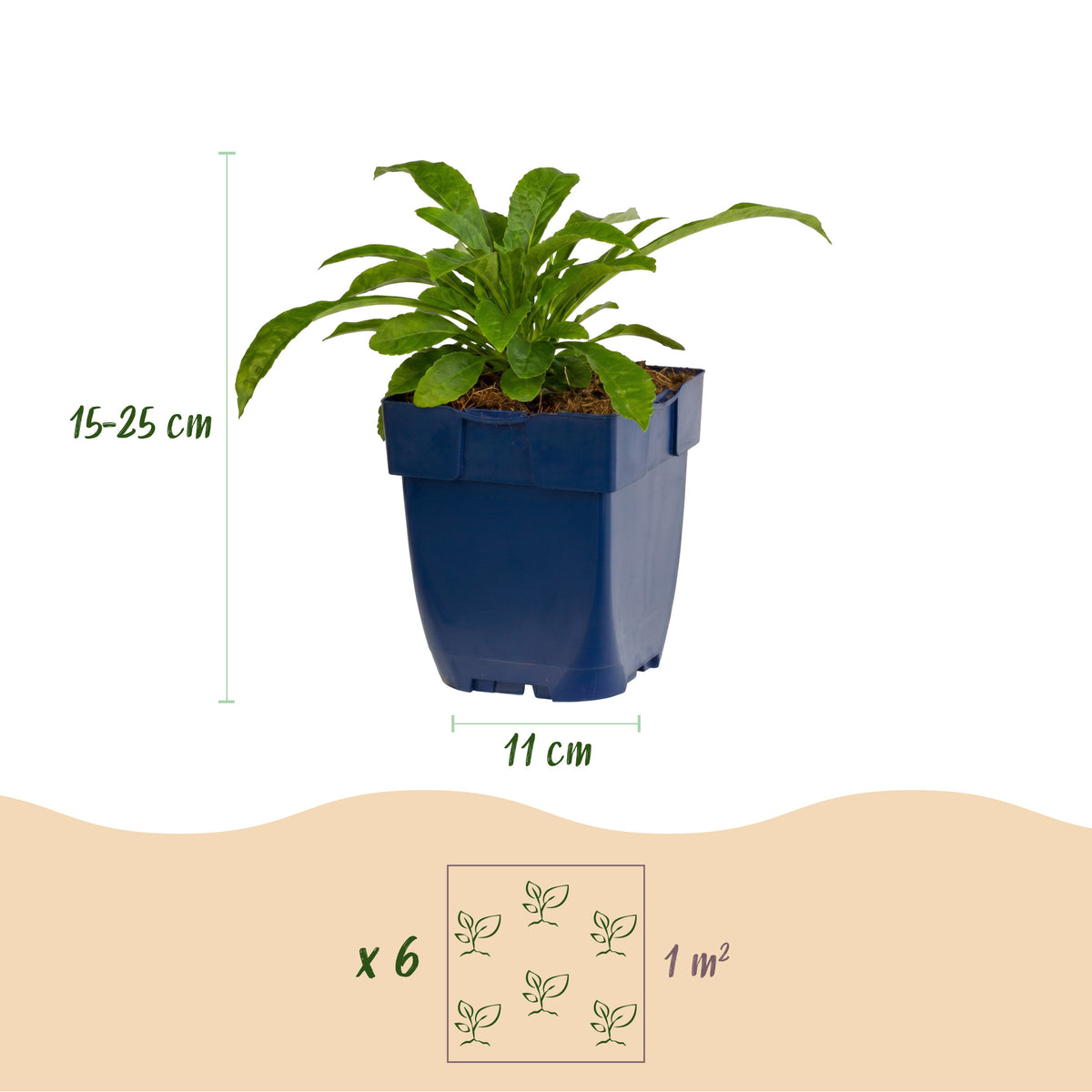 Pfirsichblattglockenblume 'Alba' – Weiß – Topf Ø11cm – Ansicht 3