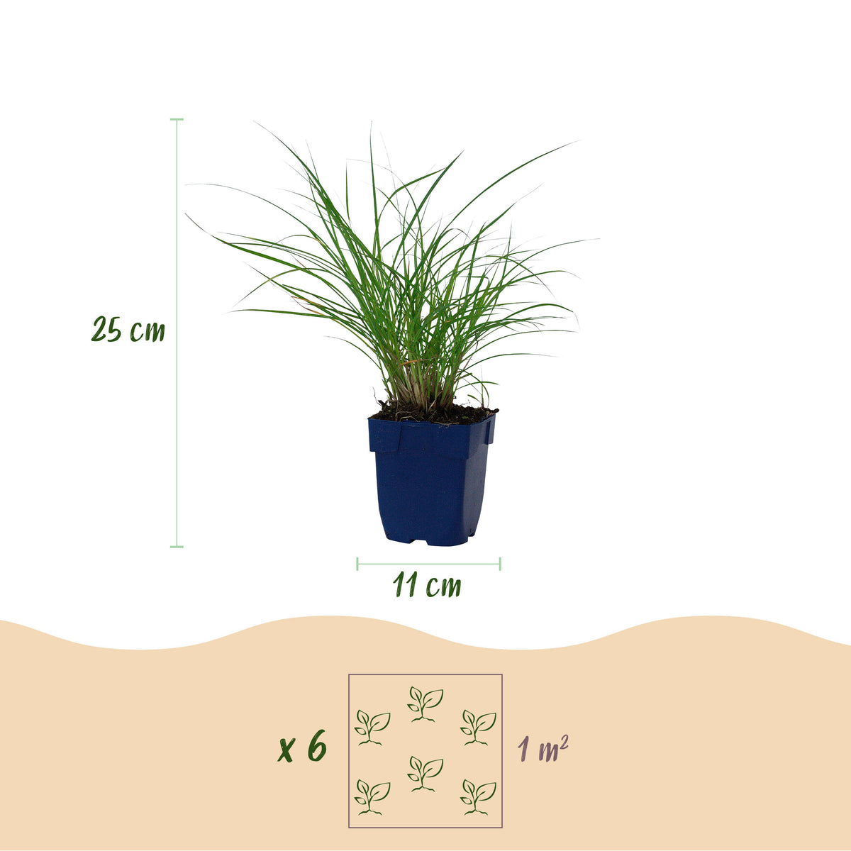 Chinaschilf 'Red Chief' – Miscanthus sinensis – Topf Ø11cm – Ansicht 2