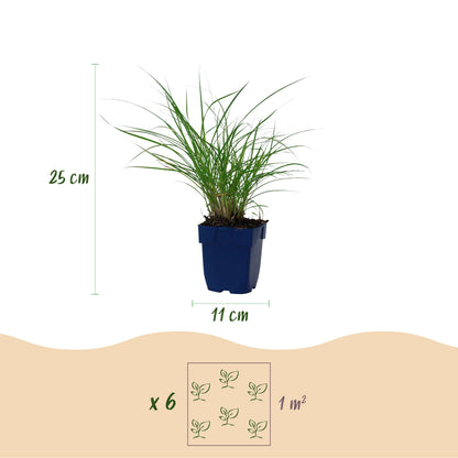Chinaschilf 'Red Chief' – Miscanthus sinensis – Topf Ø11cm – Ansicht 2
