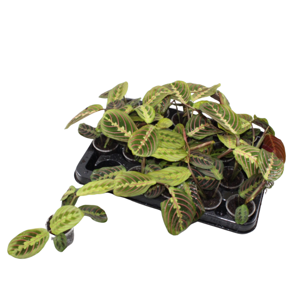 Marante 'Fascinator Tricolor' – Maranta leuconeura – Topf Ø6cm