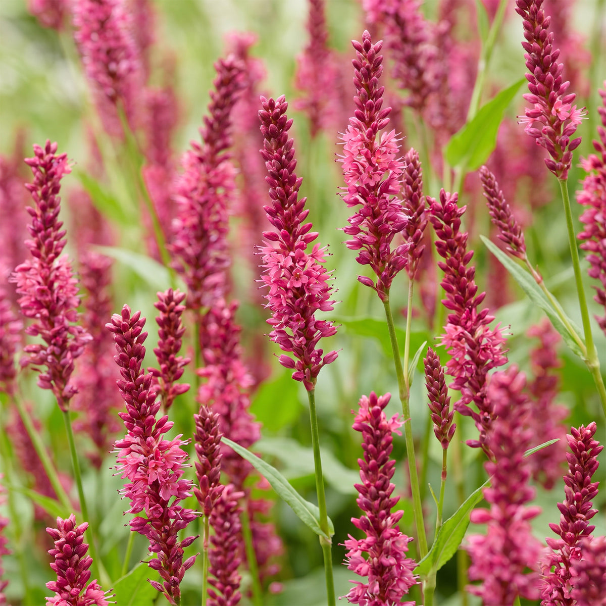 Knöterich 'Persicaria amplexicaulis' – Rot – Topf Ø11cm – Ansicht 5