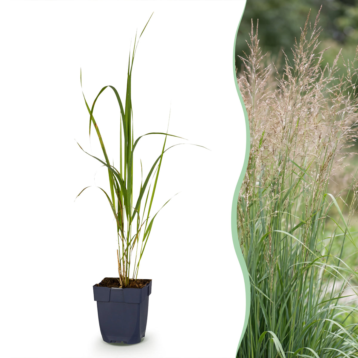 Pfeifengras 'Karl Foerster' – Molinia arundinacea – Topf Ø11cm