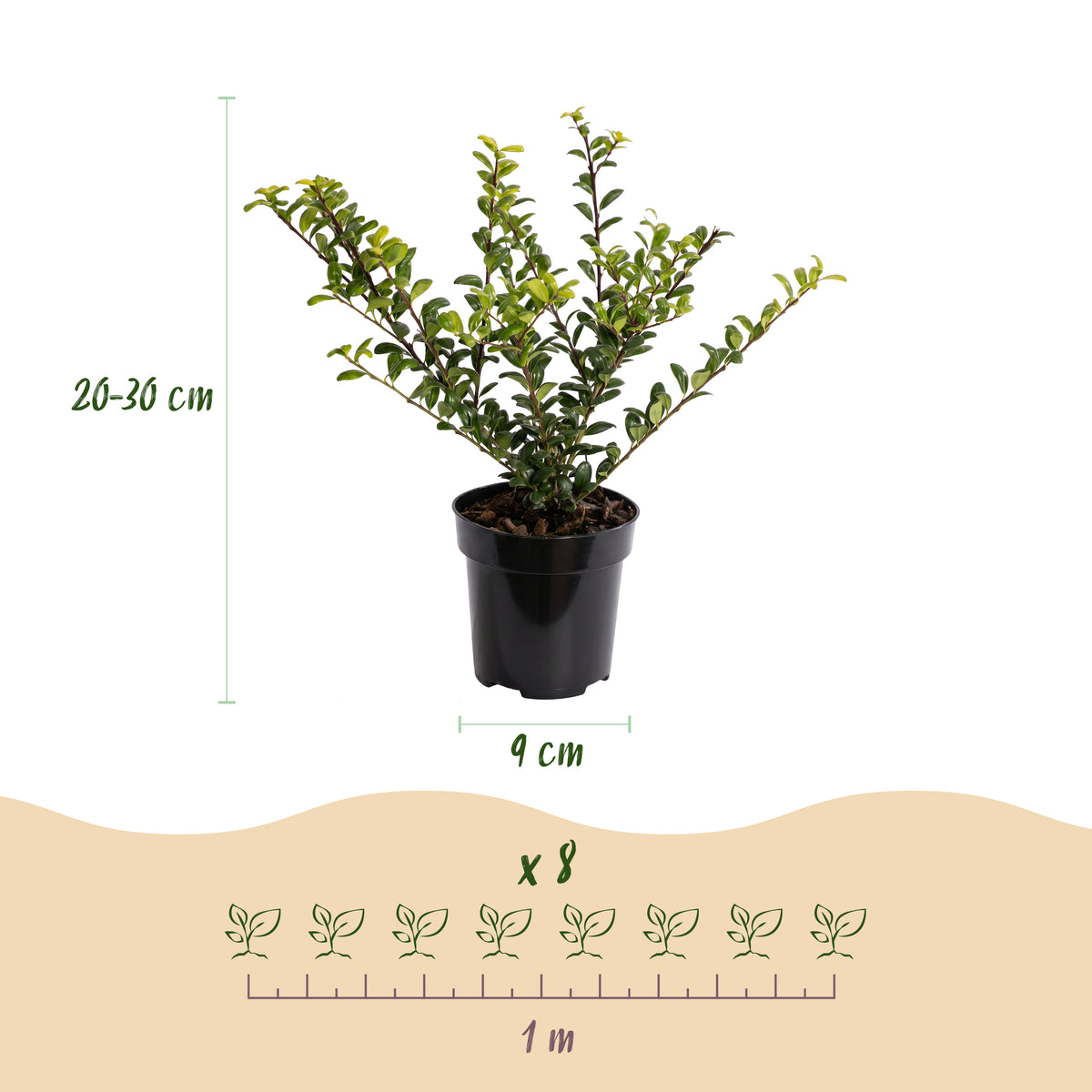 Japanische Stechpalme 'Golden Gem' – Gelb-Gold – Topf Ø9cm – Ansicht 4