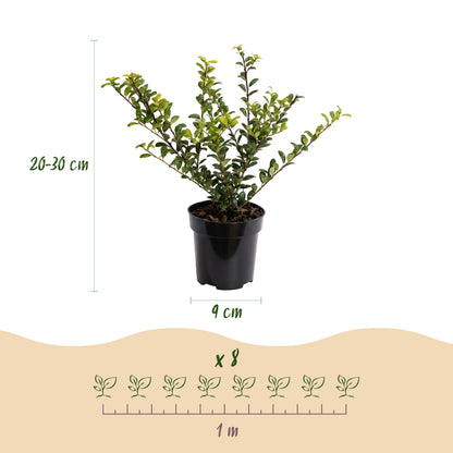 Japanische Stechpalme 'Golden Gem' – Gelb-Gold – Topf Ø9cm – Ansicht 4