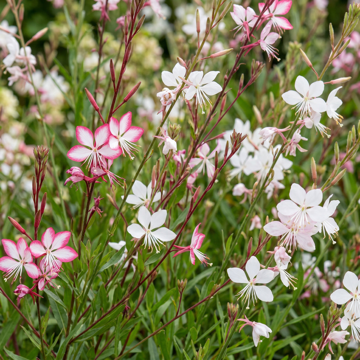 Prachtkerze 'Gaura Duo' – Rosa-Weiß – Topf Ø11cm – Ansicht 5