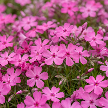 Polster-Phlox 'McDaniel's Cushion' – Dunkelrosa – Topf Ø11cm – Ansicht 5