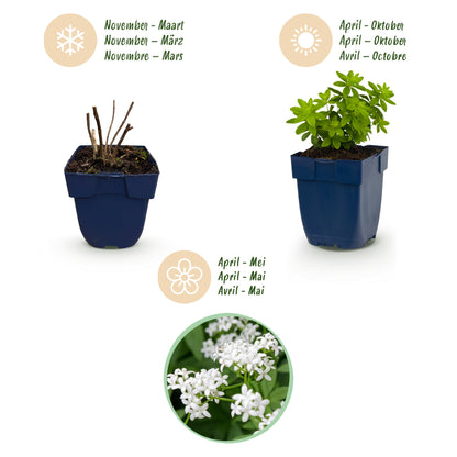Waldmeister 'Galium odoratum' – Weiß – Topf Ø11cm – Ansicht 4