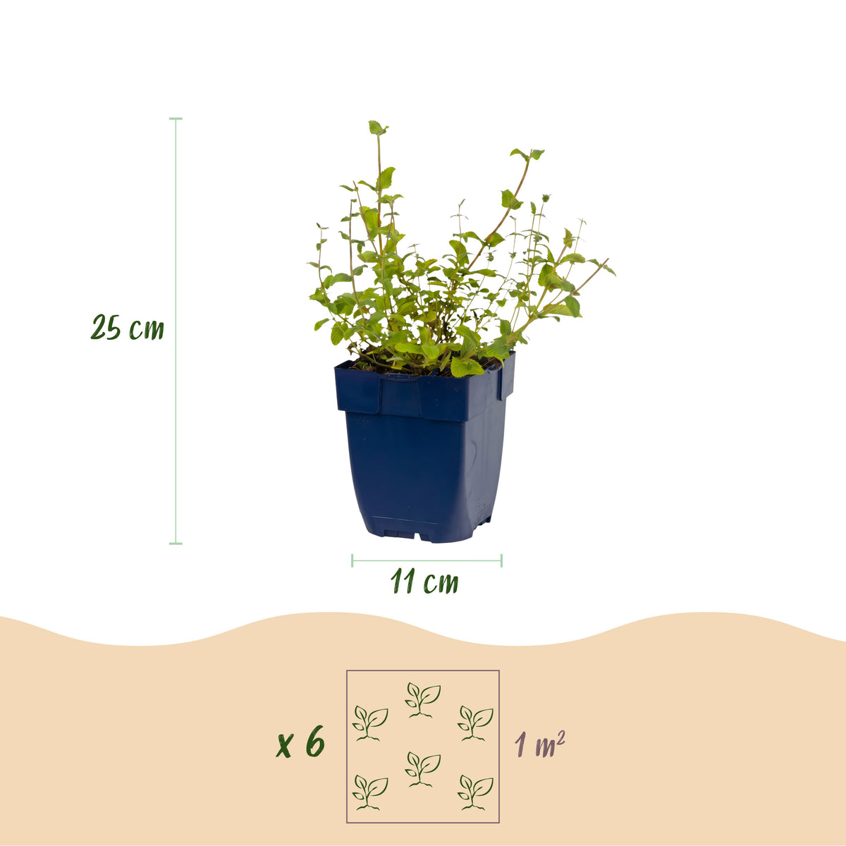Katzenminze 'Grog' – Blau – Topf Ø11cm – Ansicht 4