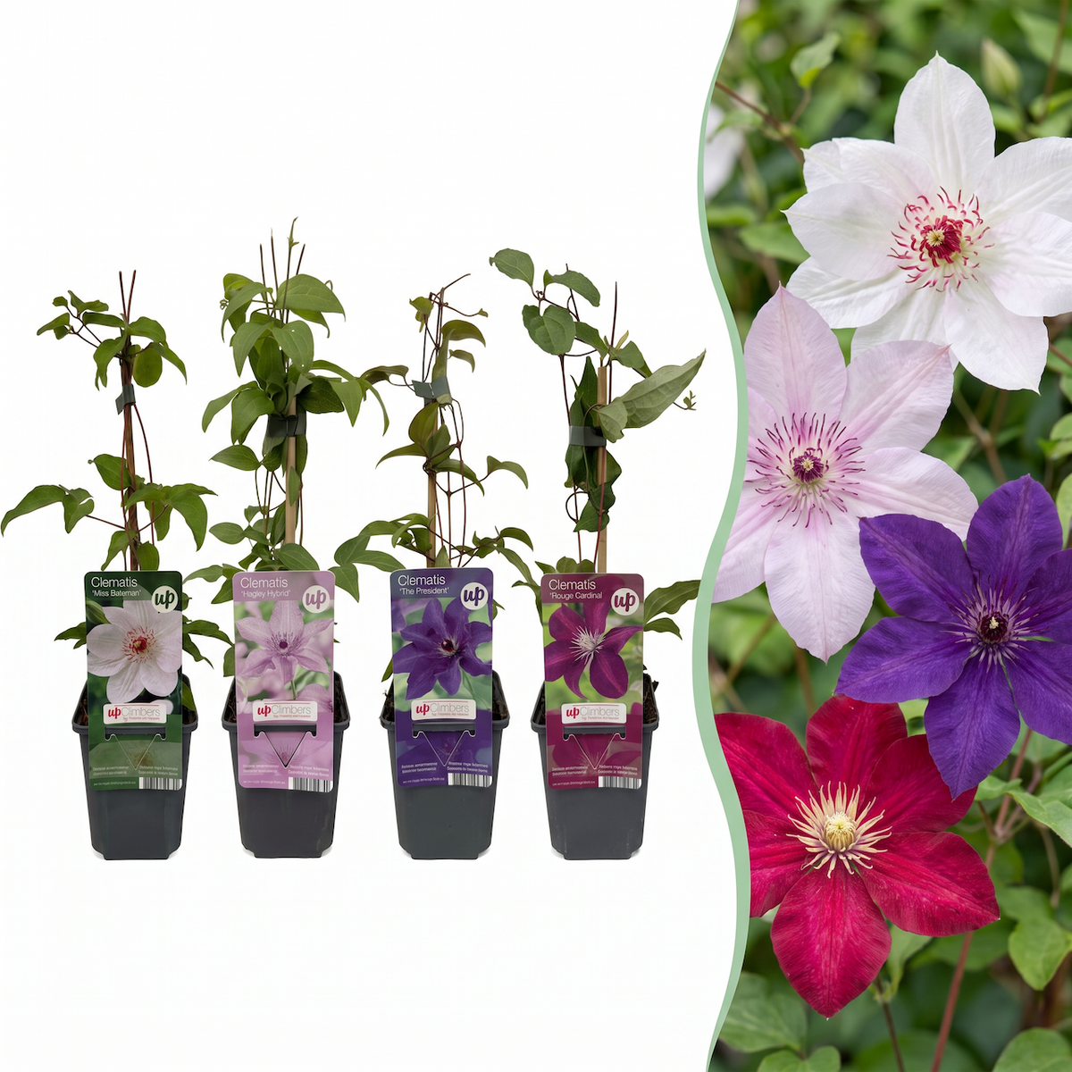 Waldrebe 'Rainbow' – Lila-Rot-Rosa-Weiß – Topf Ø9cm