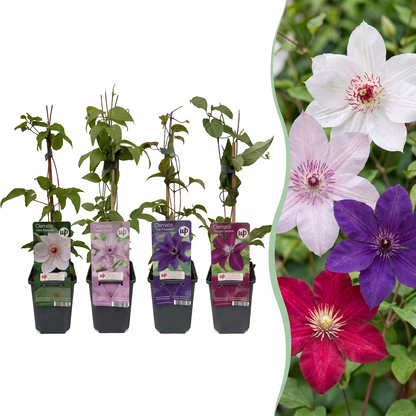 Waldrebe 'Rainbow' – Lila-Rot-Rosa-Weiß – Topf Ø9cm