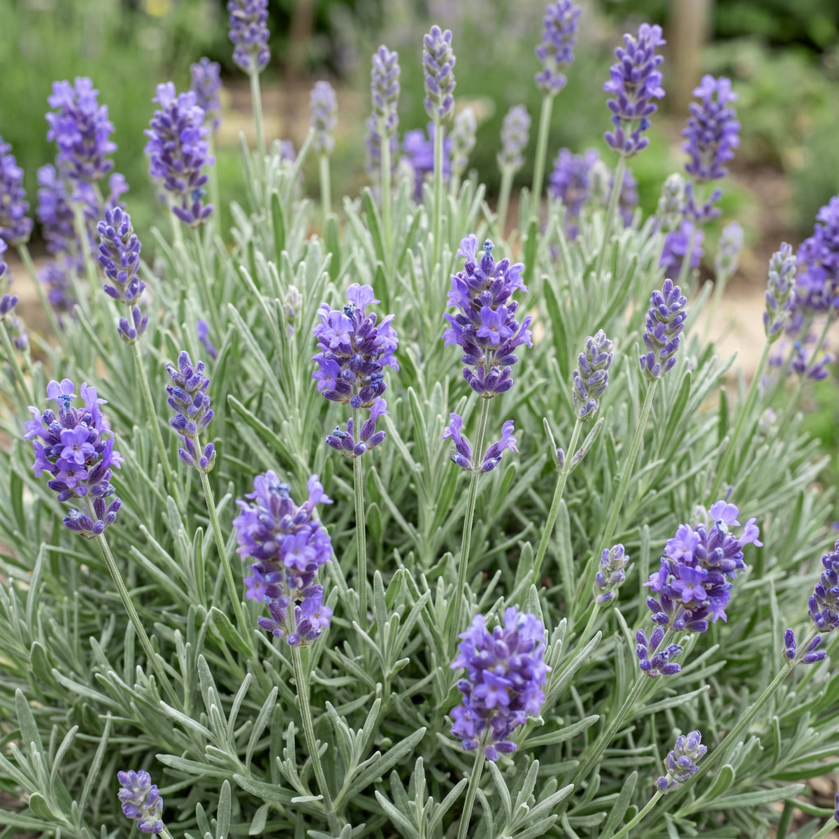 Lavendel 'Dwarf Blue' – Violett – Topf Ø11cm – Ansicht 5