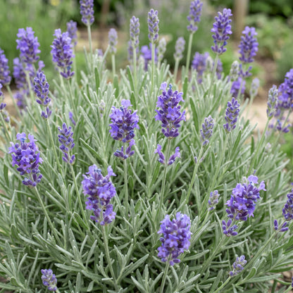 Lavendel 'Dwarf Blue' – Violett – Topf Ø11cm – Ansicht 5