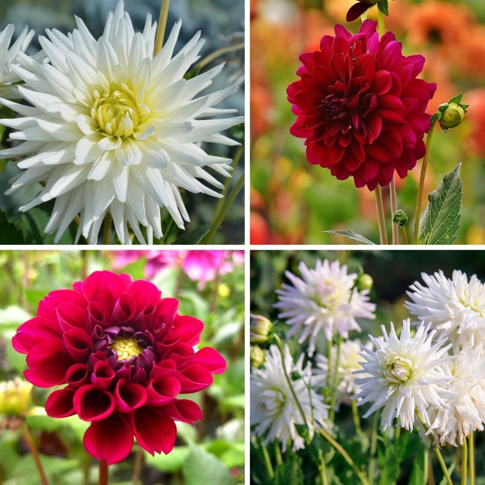 Dahlien-Mix 'Romantic Beauties' – Playa Blanca & Heatwave, 12 Knollen