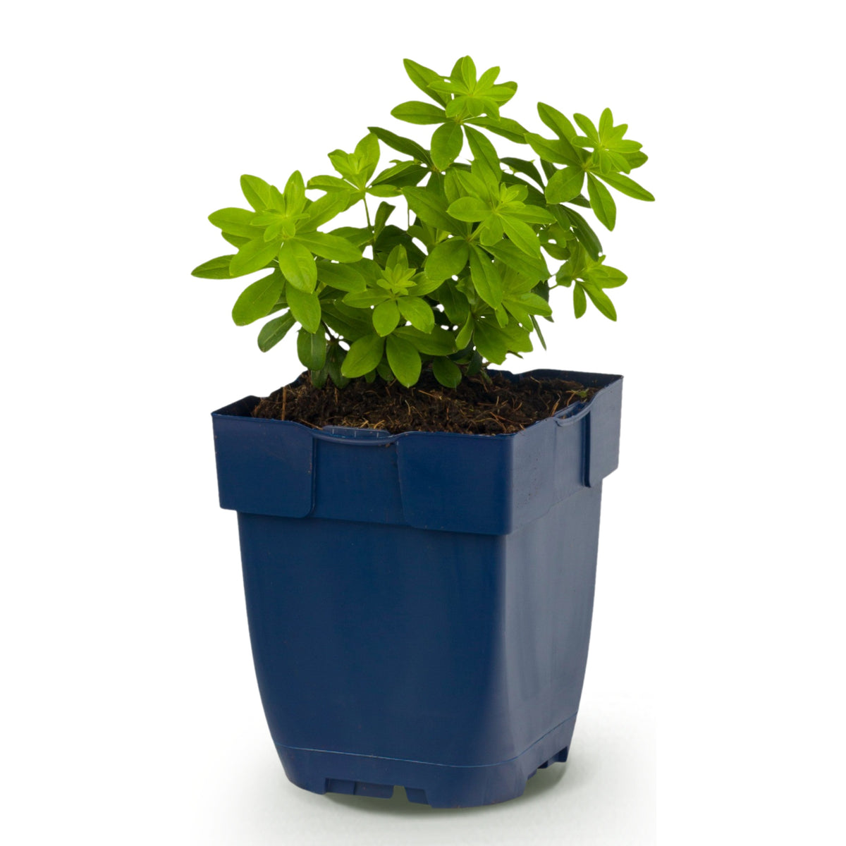 Waldmeister 'Galium odoratum' – Weiß – Topf Ø11cm – Ansicht 2